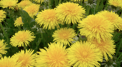 Is Dandelion Root Anti-Cancer?