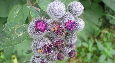 Benefits of Burdock Root